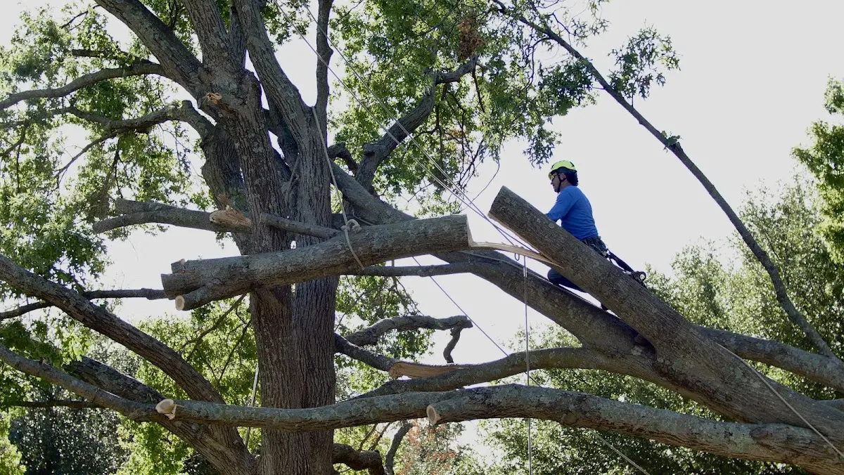 Professional Crown Thinning performed by certified arborists in Marcola